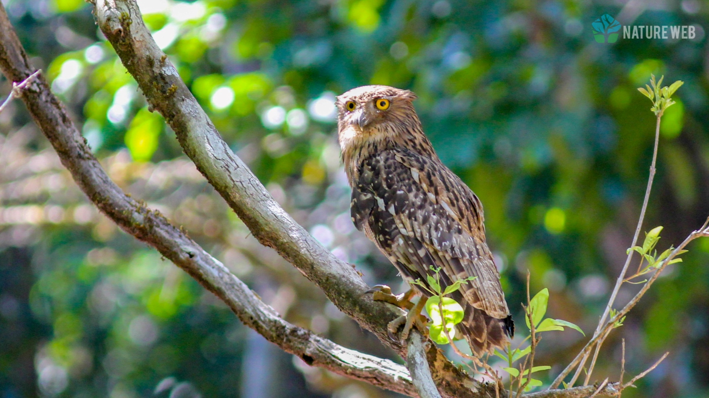 Brown Fish Owl